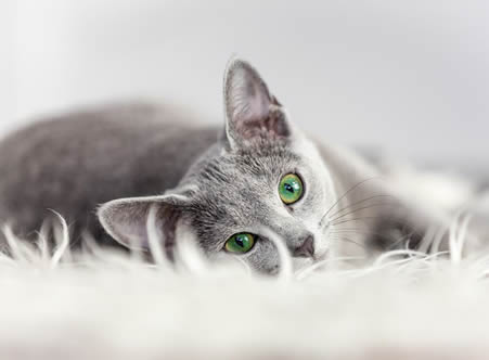 Apartments in The Woodlands For Rent A gray cat with green eyes lies on a fuzzy white surface, looking directly at the camera in one of our pet-friendly apartments. The Woodlands Lodge Apartments 2500 S Millbend Dr, The Woodlands, TX 77380