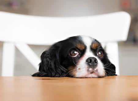 Apartments in The Woodlands For Rent A small black, white, and brown dog rests its head on a wooden table, gazing upward. A white chair is in the background. This cozy scene captures the warmth of pet-friendly apartments. The Woodlands Lodge Apartments 2500 S Millbend Dr, The Woodlands, TX 77380