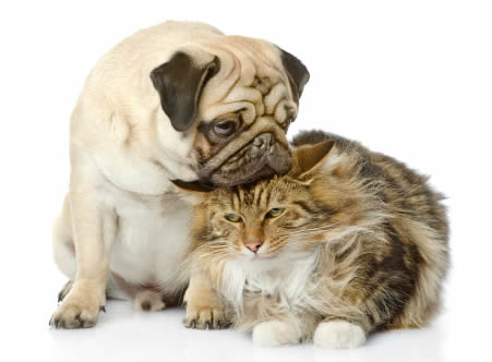 Apartments in The Woodlands For Rent A pug rests its head on a fluffy, long-haired cat. Both animals sit close together on a white background, showcasing the tranquility and charm of pet-friendly apartments. The Woodlands Lodge Apartments 2500 S Millbend Dr, The Woodlands, TX 77380