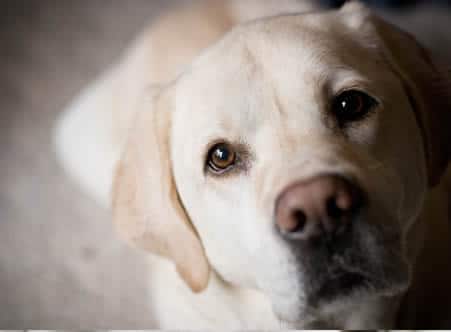 Apartments in The Woodlands For Rent Close-up of a Labrador Retriever with light fur, looking up with an attentive expression. The background is out of focus, creating a heartwarming scene that emphasizes the charm of pet-friendly apartments. The Woodlands Lodge Apartments 2500 S Millbend Dr, The Woodlands, TX 77380