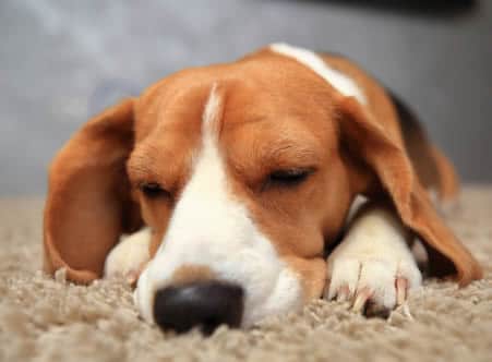 Apartments in The Woodlands For Rent A beagle lies on a carpet in an apartment with its eyes closed, appearing to be the perfect companion for pet-friendly living. The Woodlands Lodge Apartments 2500 S Millbend Dr, The Woodlands, TX 77380