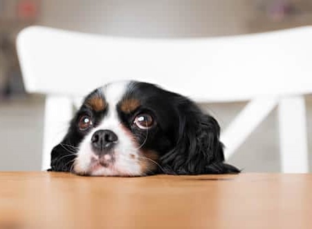 Apartments in The Woodlands For Rent A small black, white, and brown dog rests its head on a wooden table, gazing upward. A white chair is in the background. This cozy scene captures the warmth of pet-friendly apartments. The Woodlands Lodge Apartments 2500 S Millbend Dr, The Woodlands, TX 77380